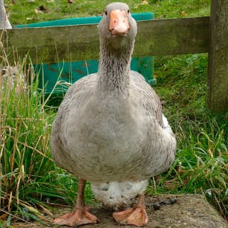 Goose, Cotswolds