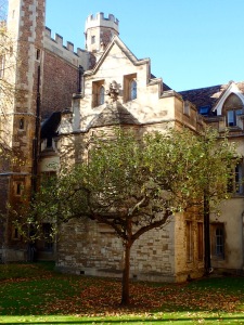 Newton's Tree, Cambridge