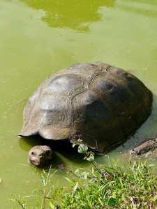 Giant Tortoise, Galápagos