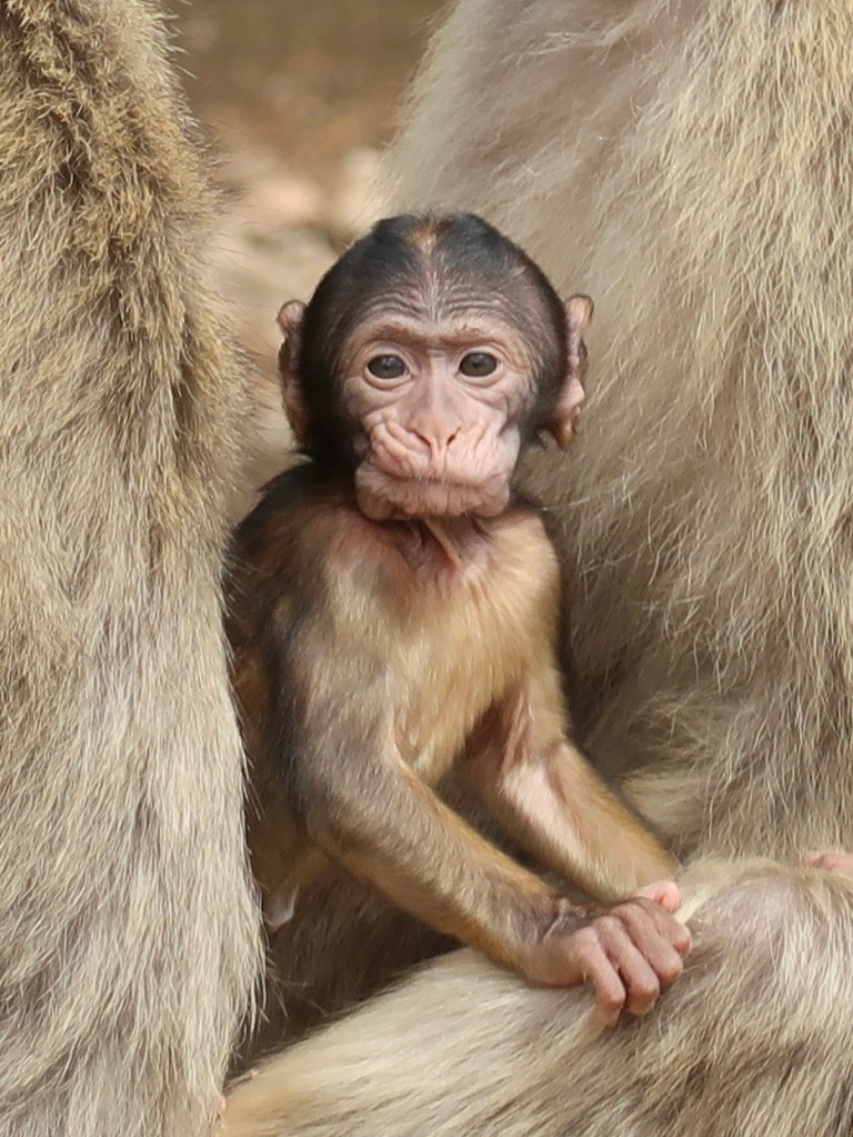 Barbary macaque, Morocco